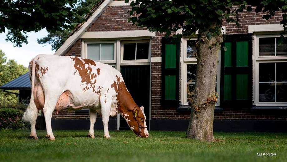 Photo of a 3-way cross cow outside a house.